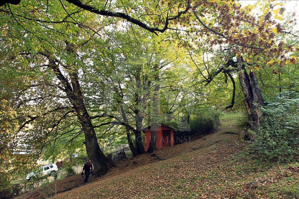 "Türbenin koruduğu" orman