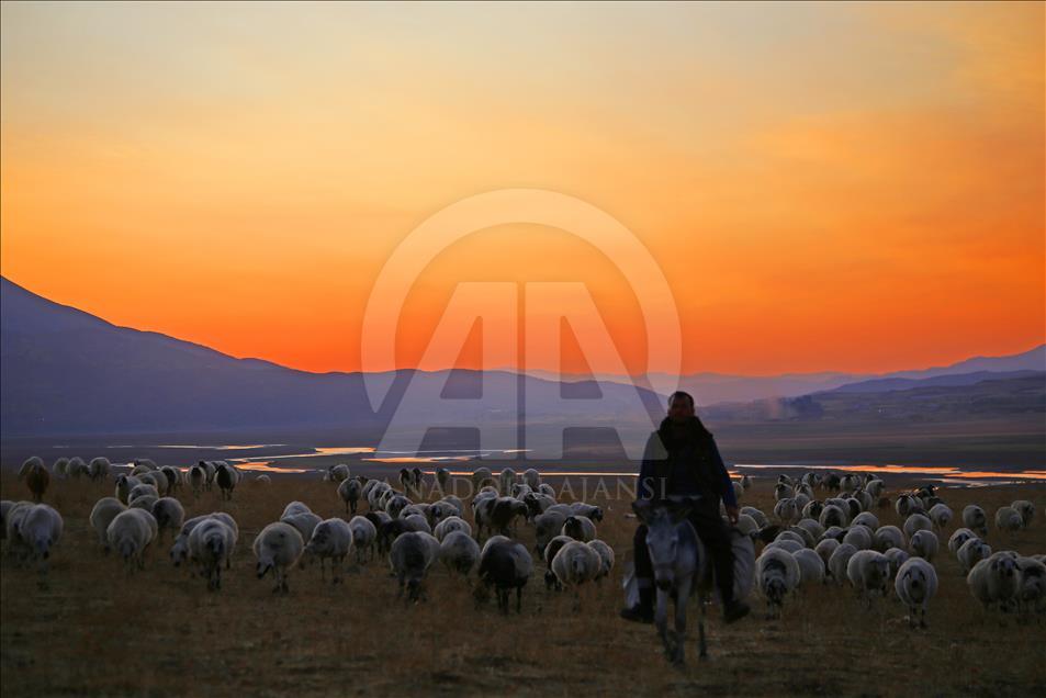 Turquie : Le périple des bergers  