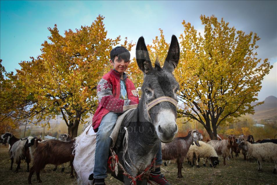 Sonbaharın küçük çobanı