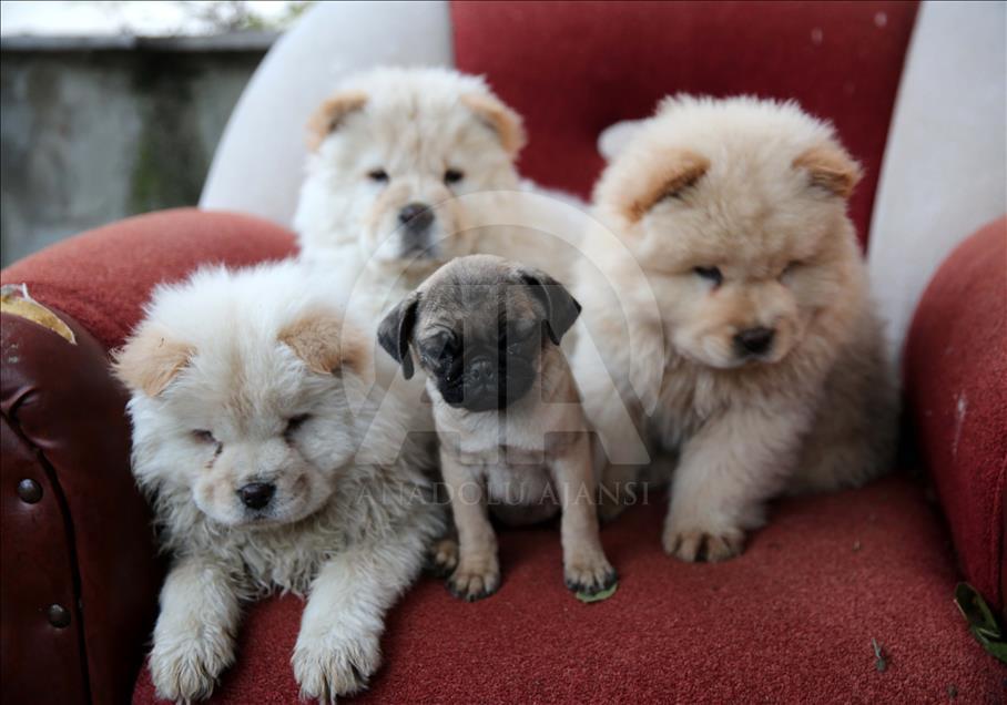 Yavru köpekler bagajda bulundu