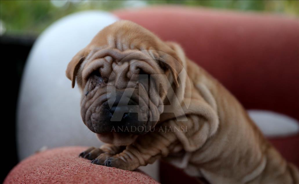 Yavru köpekler bagajda bulundu