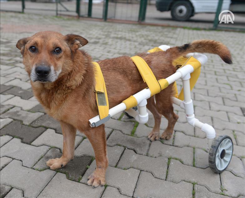 تركي يتبرع بدراجة لإعانة كلب مصاب ع