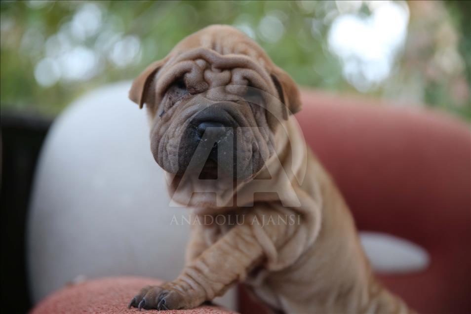 Yavru köpekler bagajda bulundu