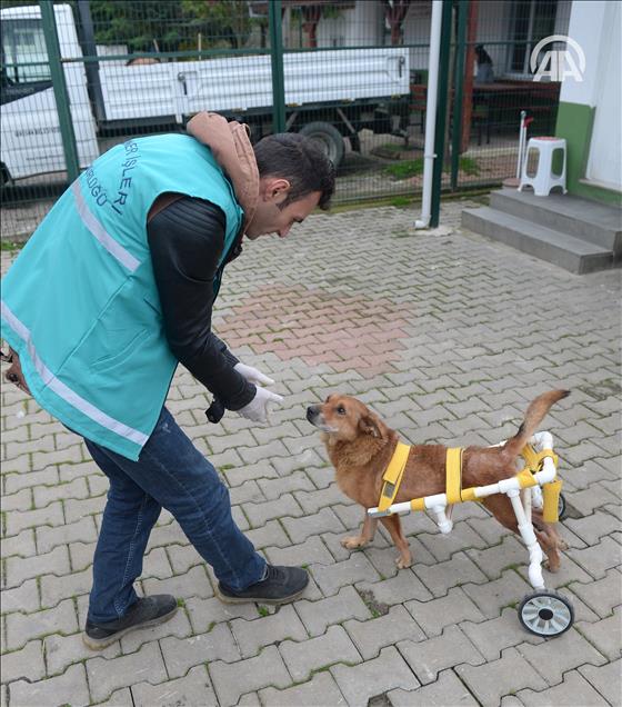 تركي يتبرع بدراجة لإعانة كلب مصاب ع