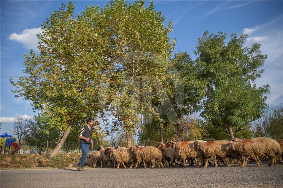 Şanlıurfa'da sonbahar
