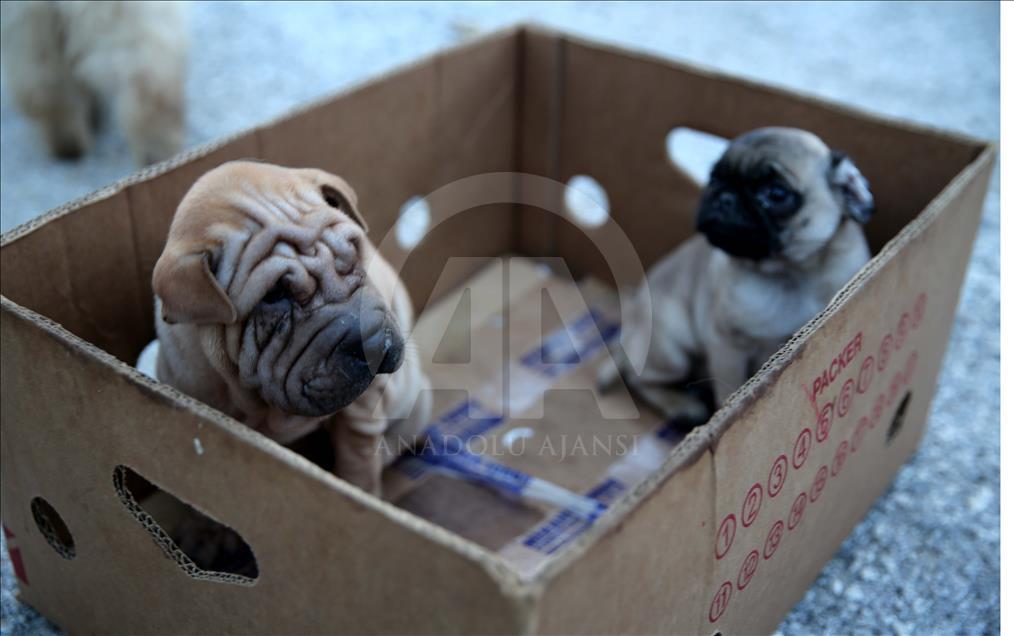 Yavru köpekler bagajda bulundu