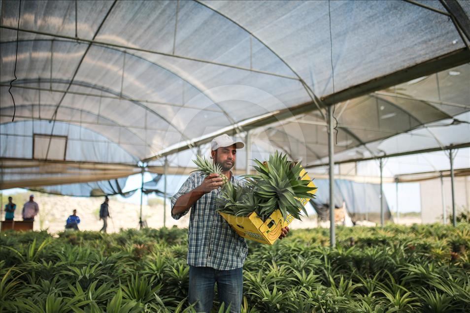 Gazze'de ilk kez ananas üretildi
