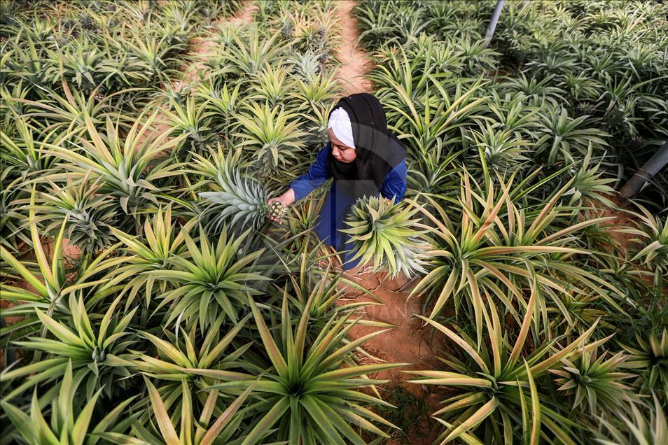 Gazze'de ilk kez ananas üretildi