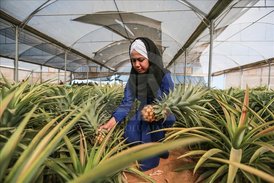 Gazze'de ilk kez ananas üretildi
