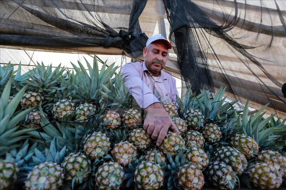 Gazze'de ilk kez ananas üretildi