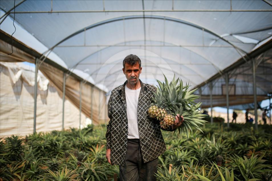 Gazze'de ilk kez ananas üretildi