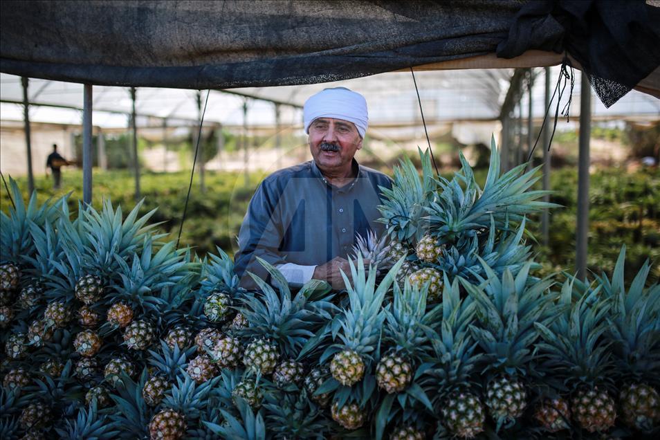Gazze'de ilk kez ananas üretildi