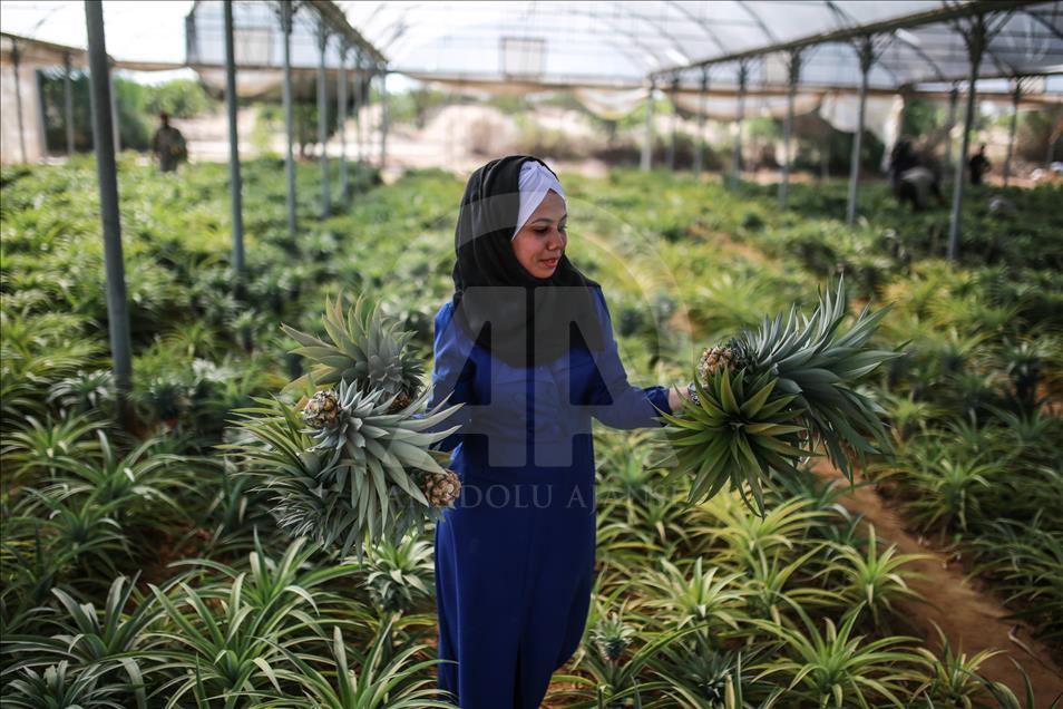 Gazze'de ilk kez ananas üretildi