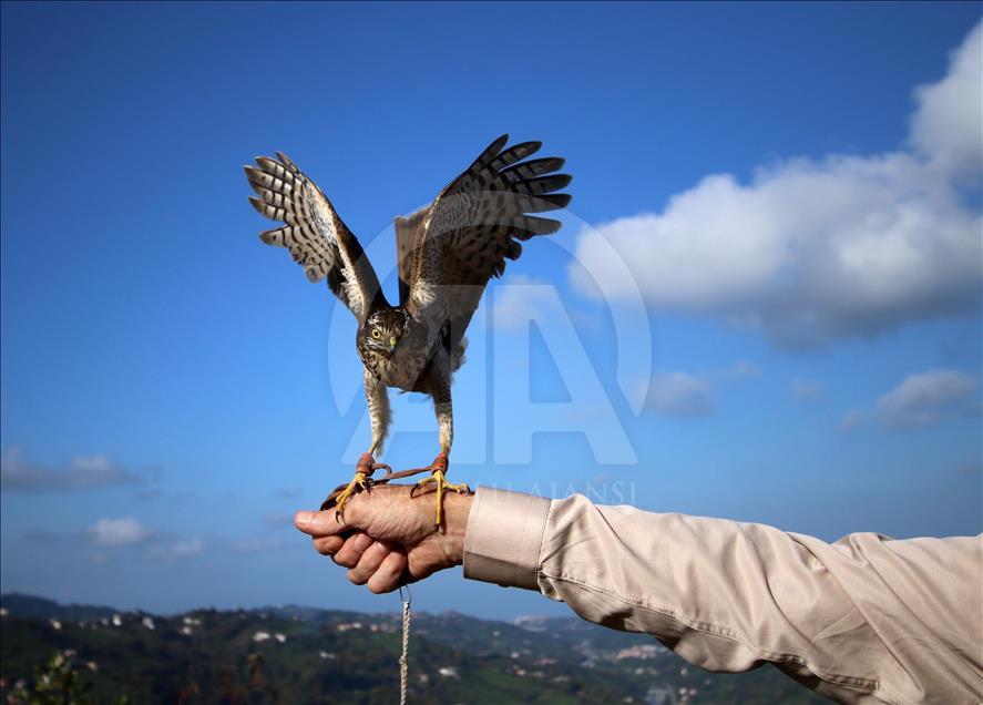 rize de 50 atmaca dogaya birakildi