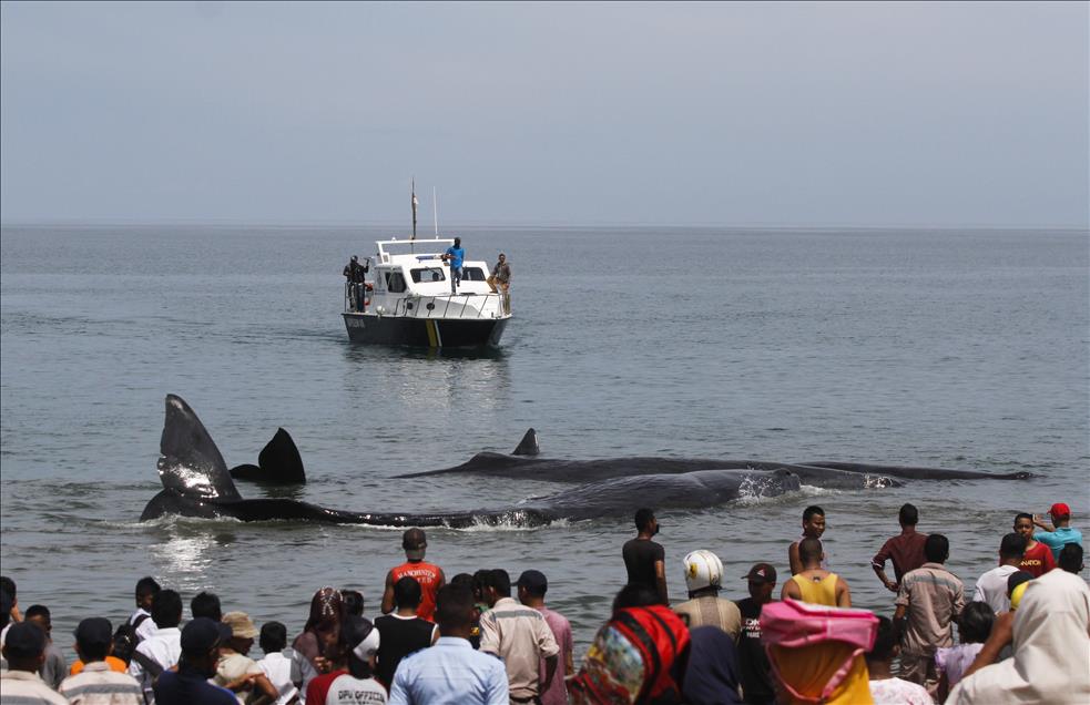 Rescuers try to save stranded whales in Indonesia