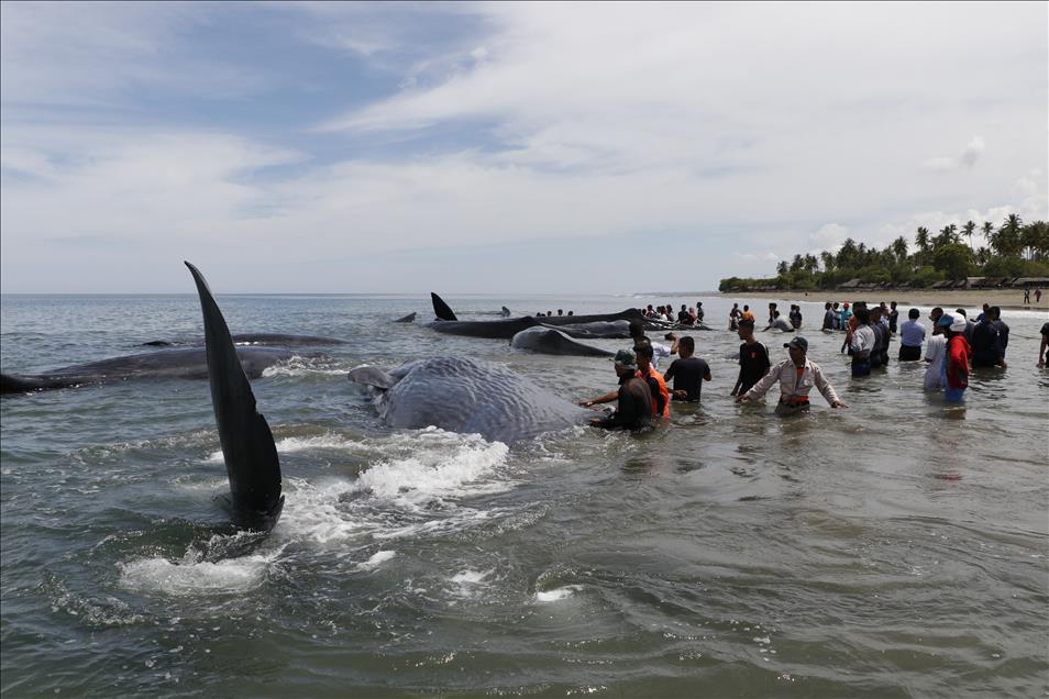 Rescuers try to save stranded whales in Indonesia