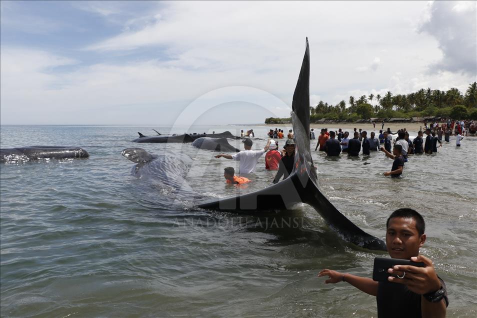 9 Paus sperma terdampar di Aceh