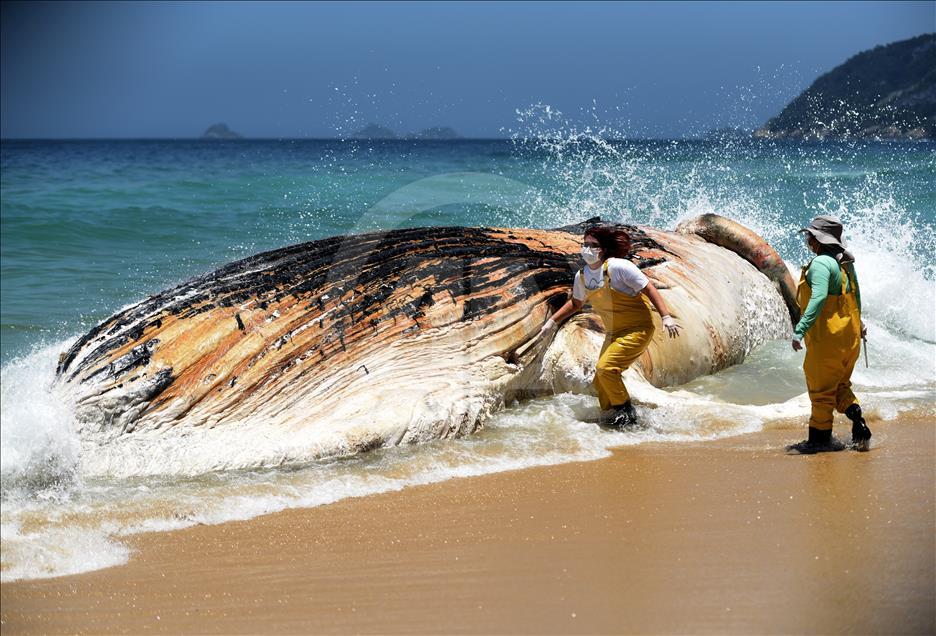 Whale stranded to Ipanema Beach in Brazil