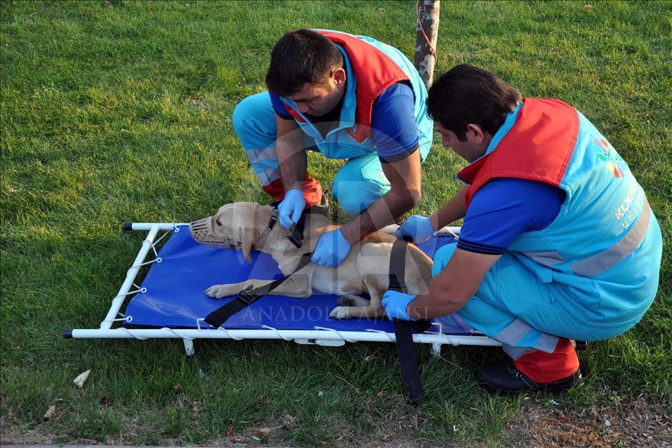 Sokak hayvanlarına "özel" ambulans