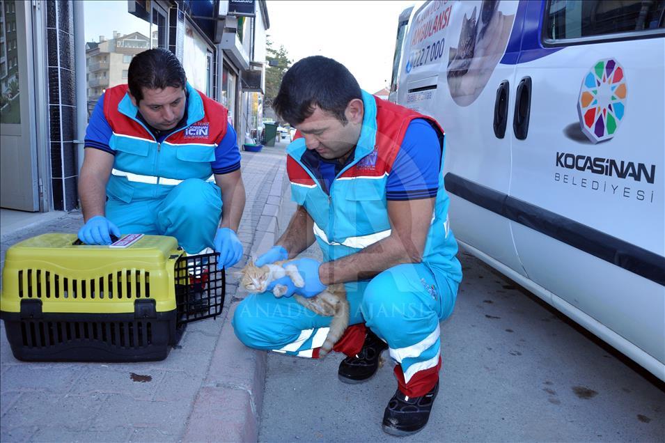 Sokak hayvanlarına "özel" ambulans