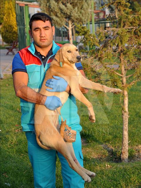 Sokak hayvanlarına "özel" ambulans
