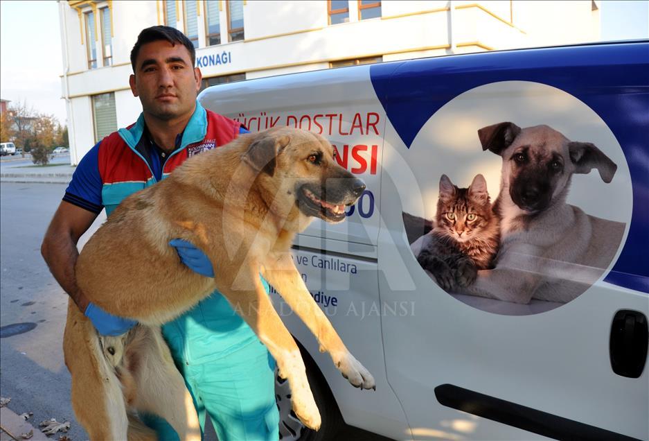 Sokak hayvanlarına "özel" ambulans
