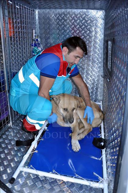 Sokak hayvanlarına "özel" ambulans