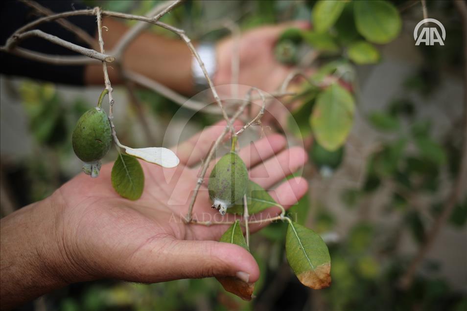 إنتاج فاكهة "الفيجوا" في غزة لأول مر