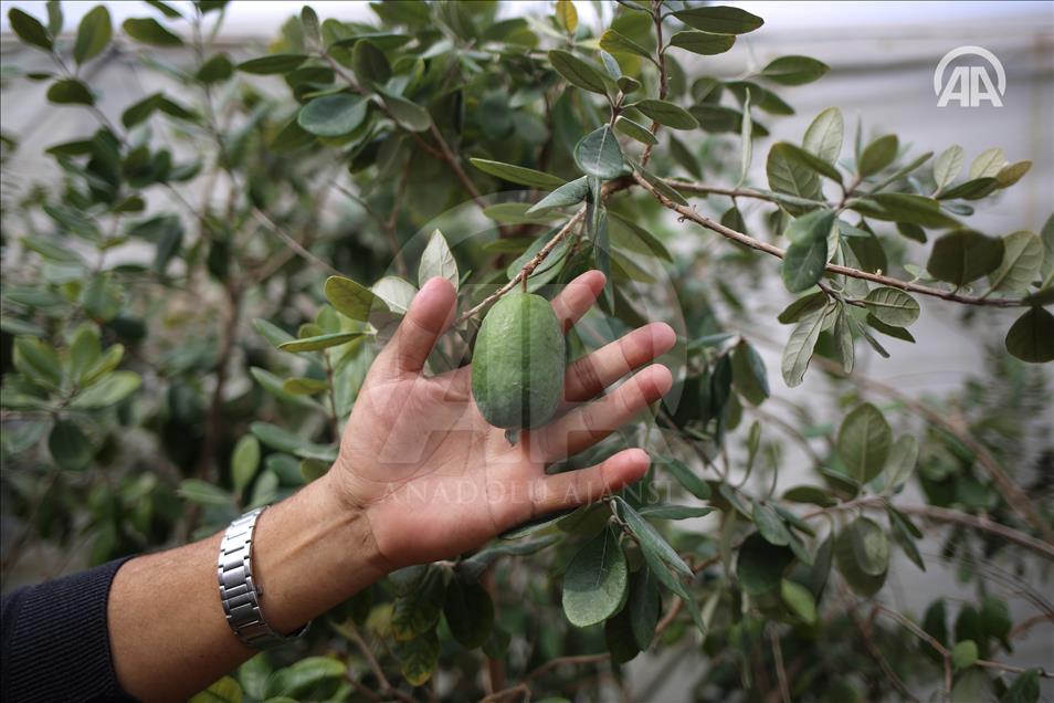 إنتاج فاكهة "الفيجوا" في غزة لأول مر