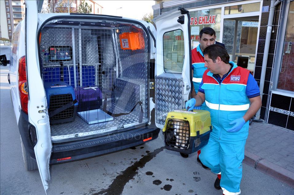 Sokak hayvanlarına "özel" ambulans