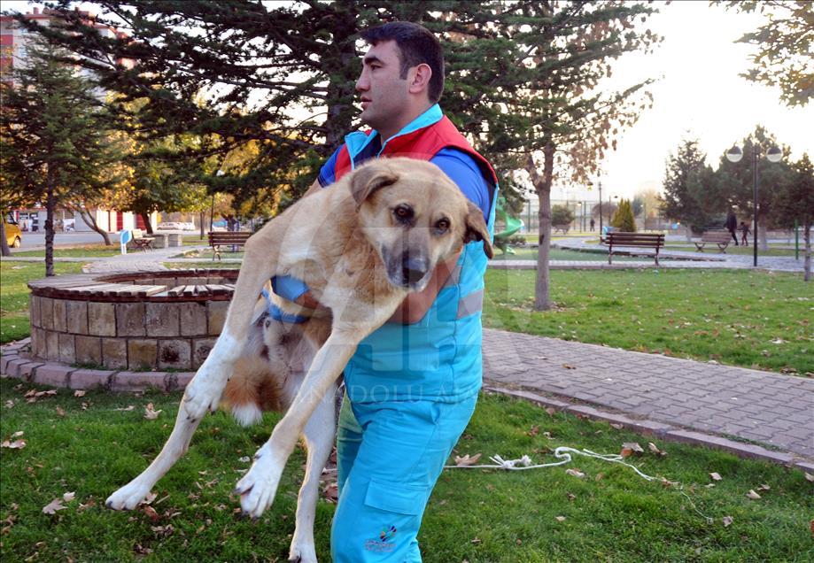Sokak hayvanlarına "özel" ambulans