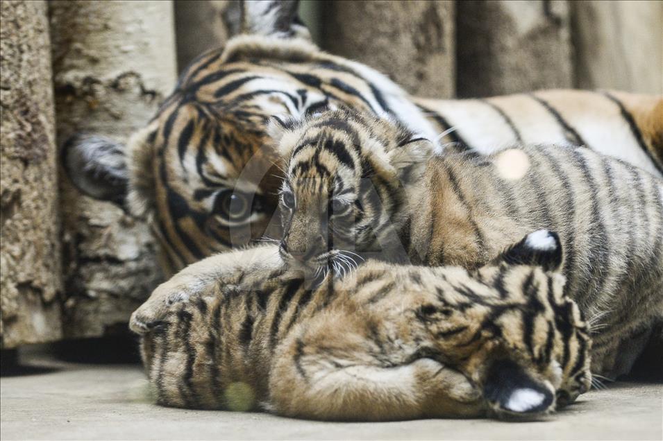 Prag Hayvanat Bahçesi'nin yeni doğan ikiz Malezya Kaplanları
