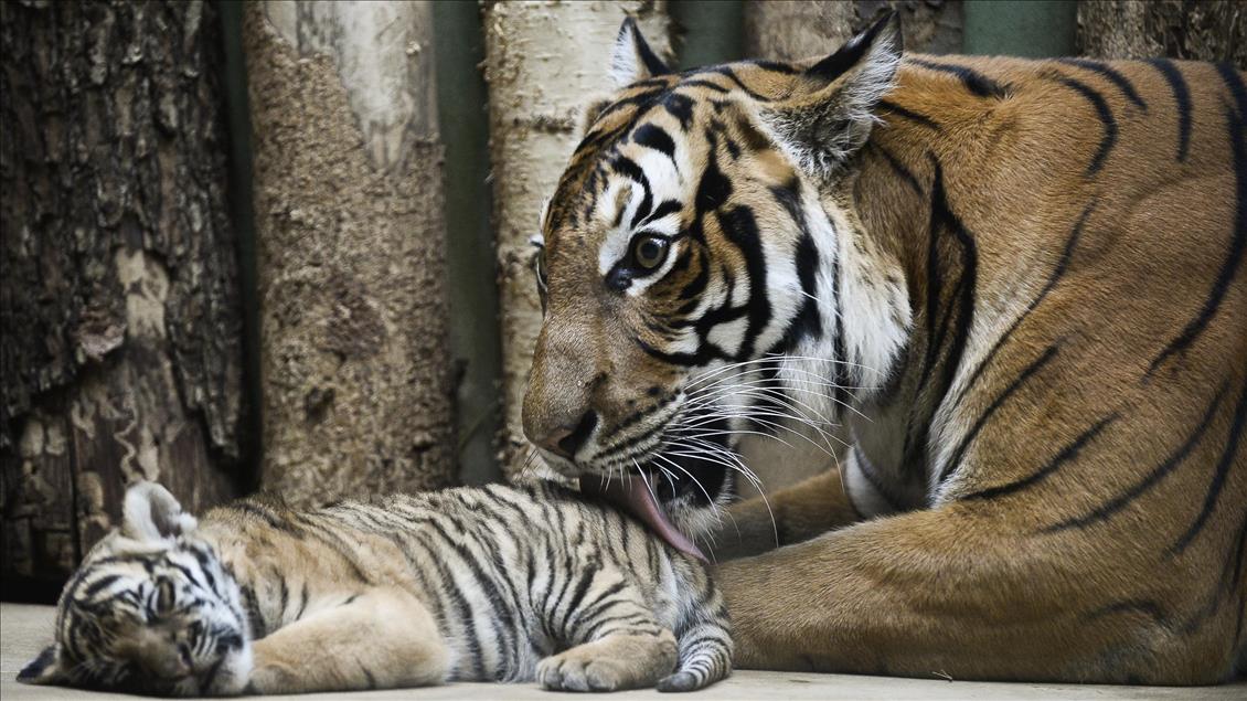 Prag Hayvanat Bahçesi'nin yeni doğan ikiz Malezya Kaplanları