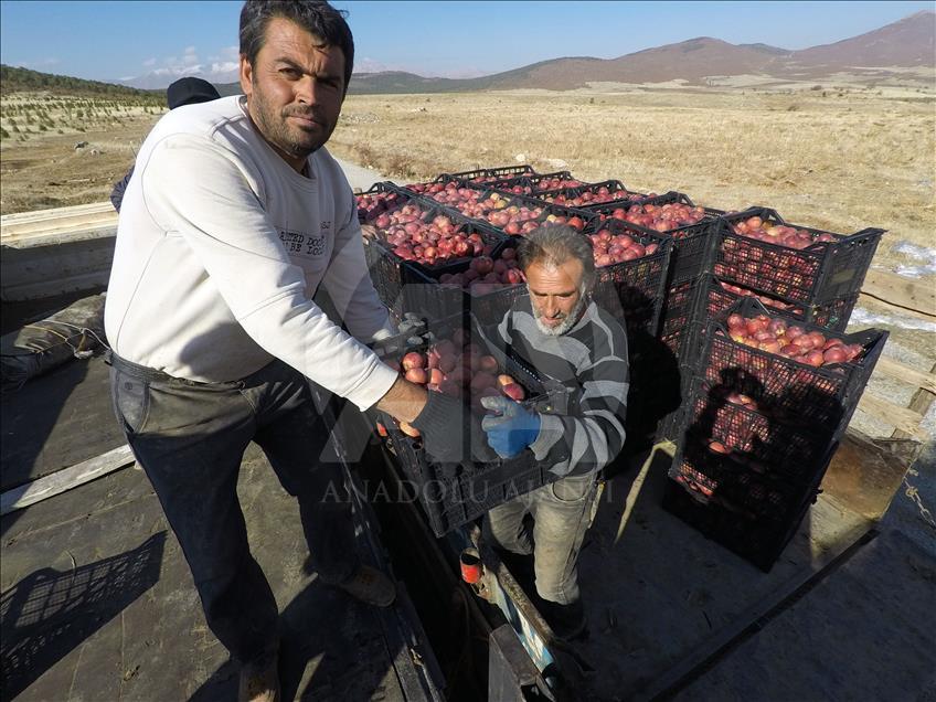 Turquie : Les pommes de Göksun prisées par la Russie et l’Inde 