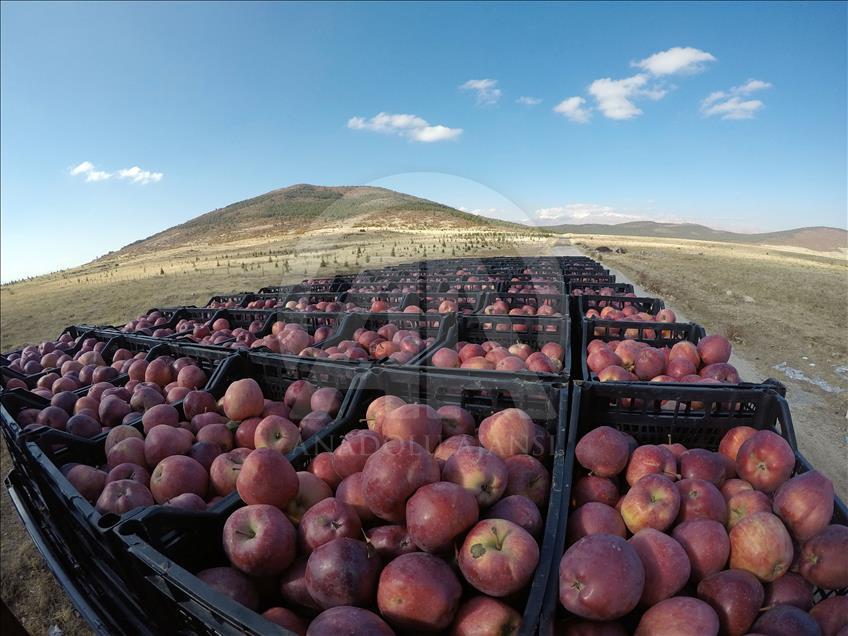 Turquie : Les pommes de Göksun prisées par la Russie et l’Inde 