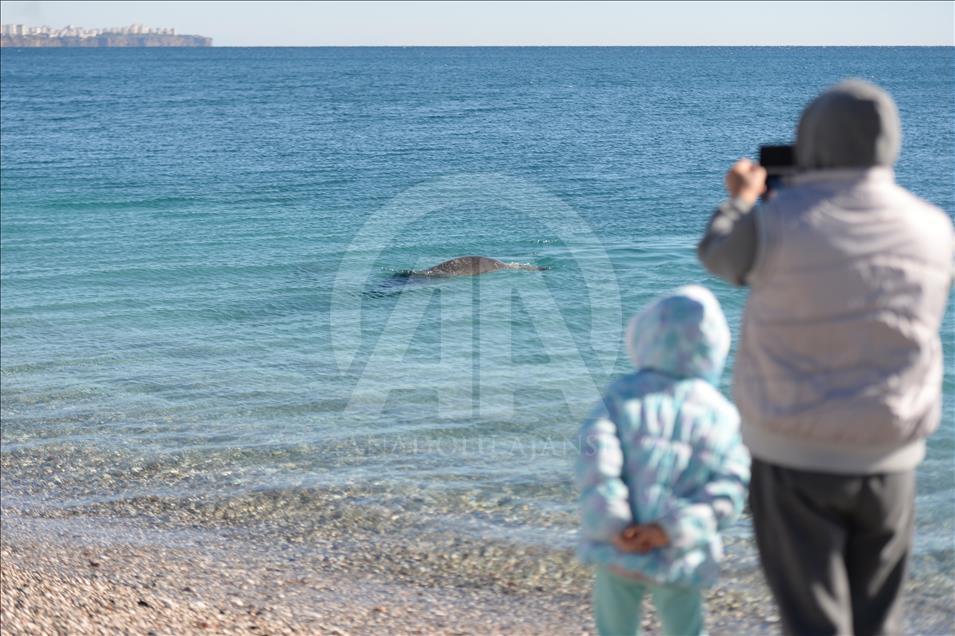 Konyaaltı Plajı'nda "Akdeniz foku" heyecanı