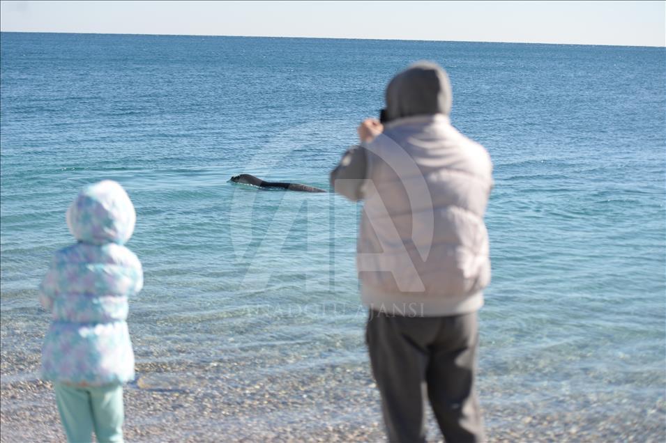 Konyaaltı Plajı'nda "Akdeniz foku" heyecanı