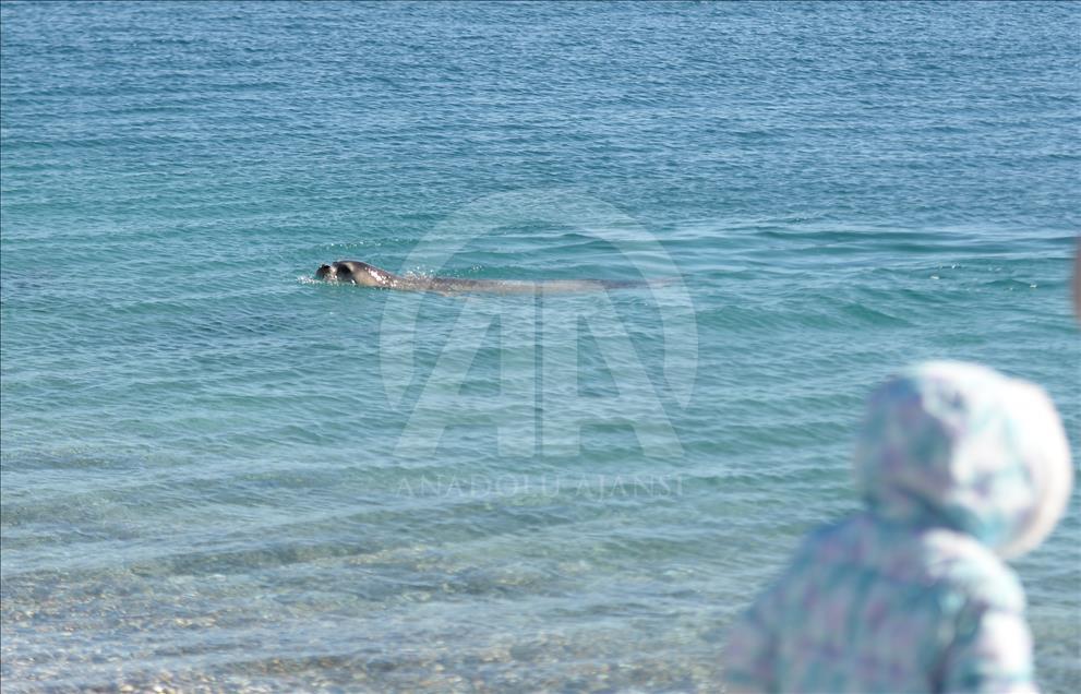 Konyaaltı Plajı'nda "Akdeniz foku" heyecanı