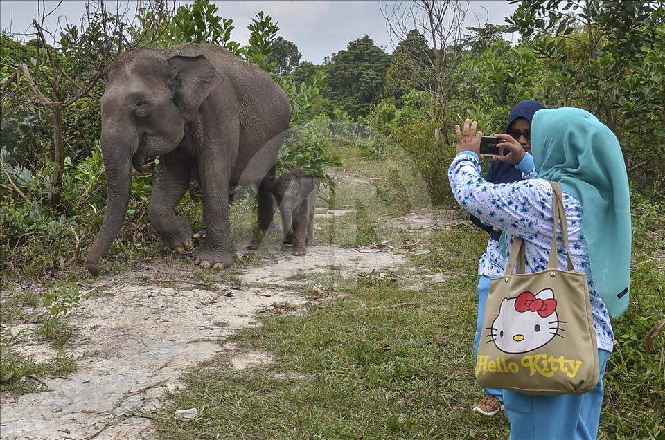 Endonezya'da nesli tükenmekte olan yeni doğan Sumatra fili