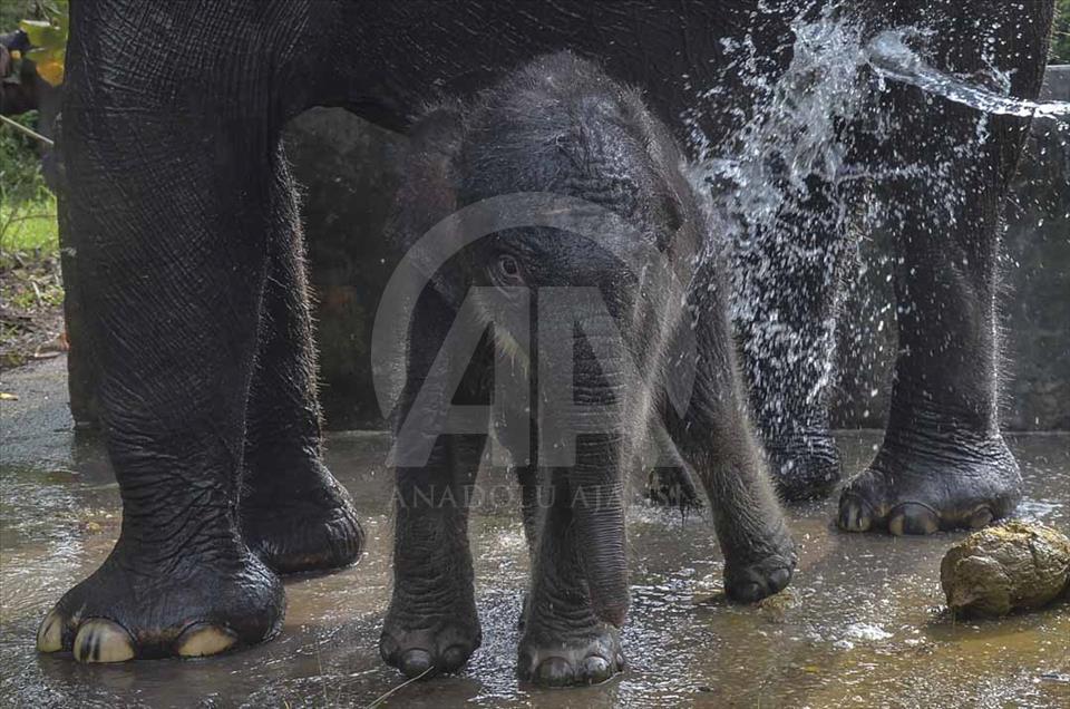 Nace elefante, en peligro de extinción, en Sumatra, Indonesia
