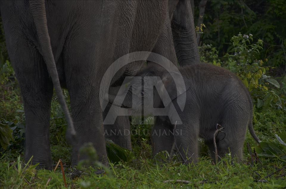 Endangered elephant and her new born baby in Indonesia