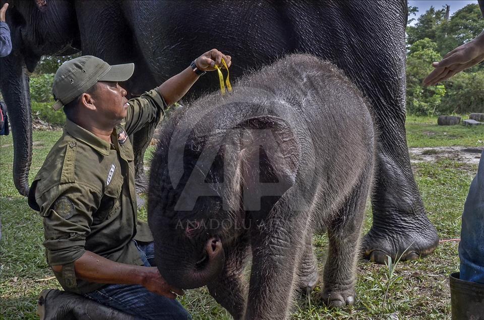 Endonezya'da nesli tükenmekte olan yeni doğan Sumatra fili