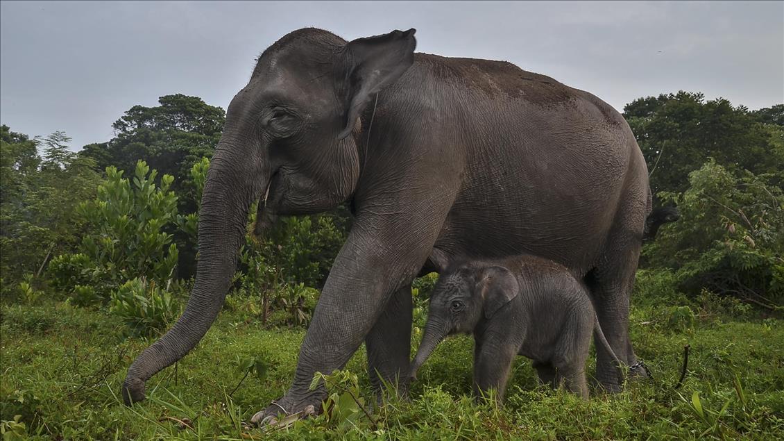 Endonezya'da nesli tükenmekte olan yeni doğan Sumatra fili