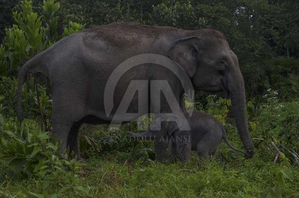Nace elefante, en peligro de extinción, en Sumatra, Indonesia