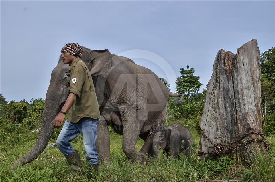 Endonezya'da nesli tükenmekte olan yeni doğan Sumatra fili