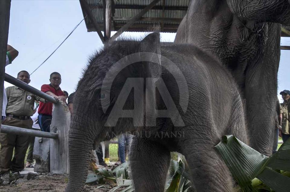 Nace elefante, en peligro de extinción, en Sumatra, Indonesia