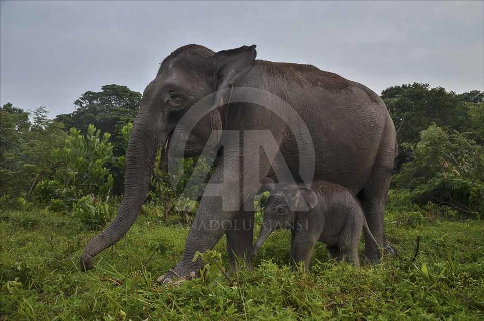 Nace elefante, en peligro de extinción, en Sumatra, Indonesia