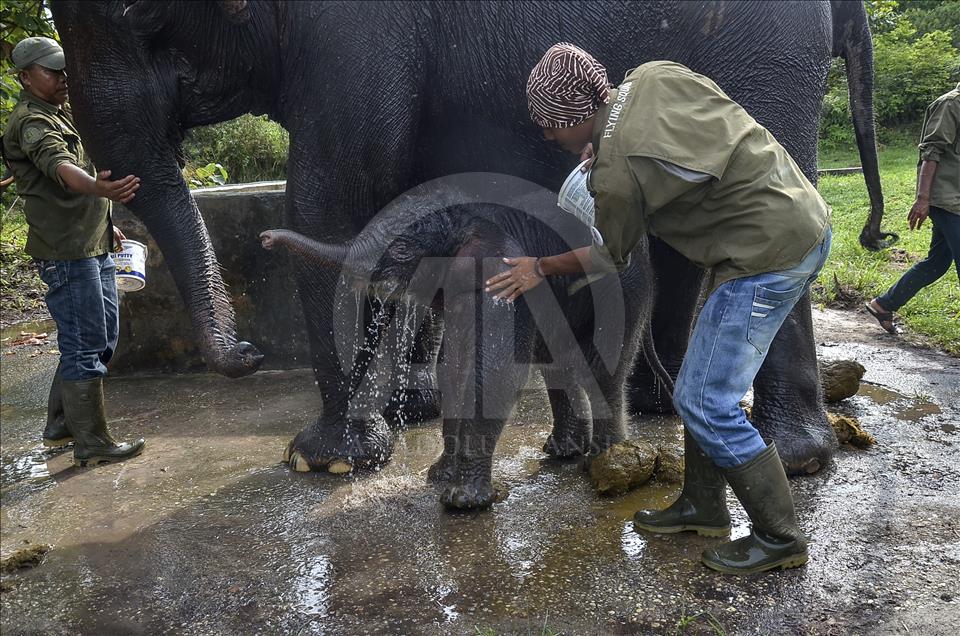 Endonezya'da nesli tükenmekte olan yeni doğan Sumatra fili