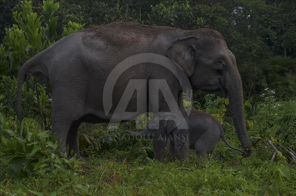 Endonezya'da nesli tükenmekte olan yeni doğan Sumatra fili