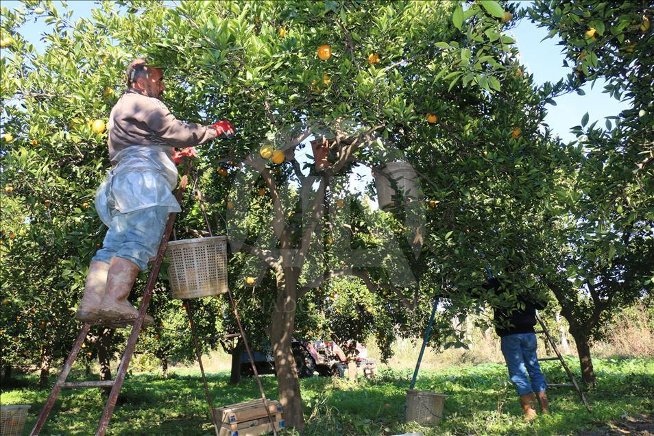Aydınlı portakal üreticisinin yüzü gülüyor